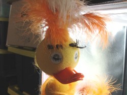yellow walking bird 75 a